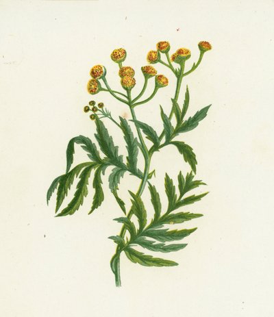 Gemeine Wucherblume, Tanacetum Vulgare von English School